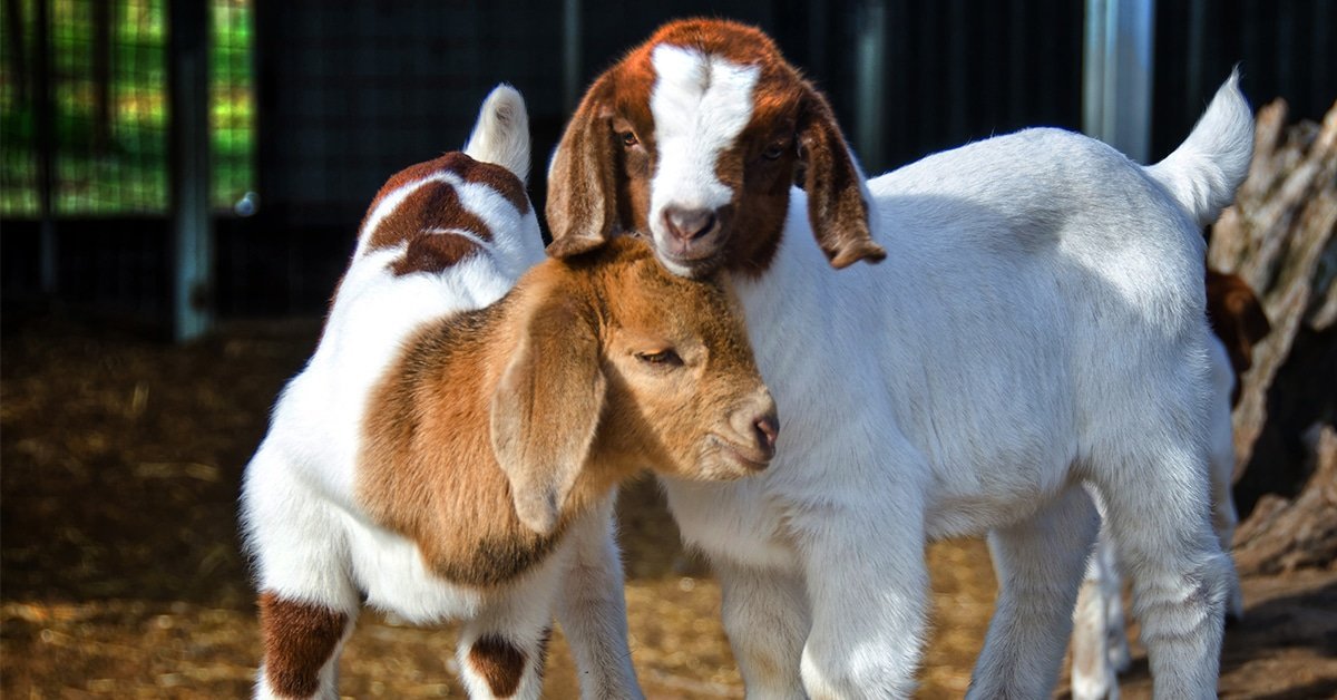 two boer goat kids playing with each other