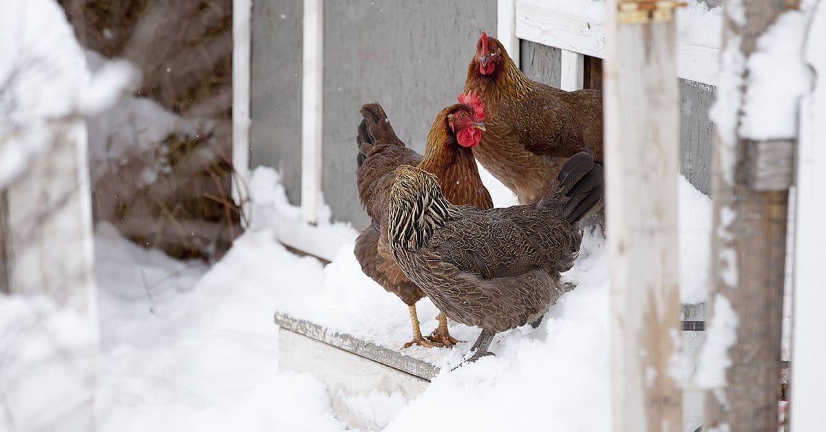 chickens in the snow