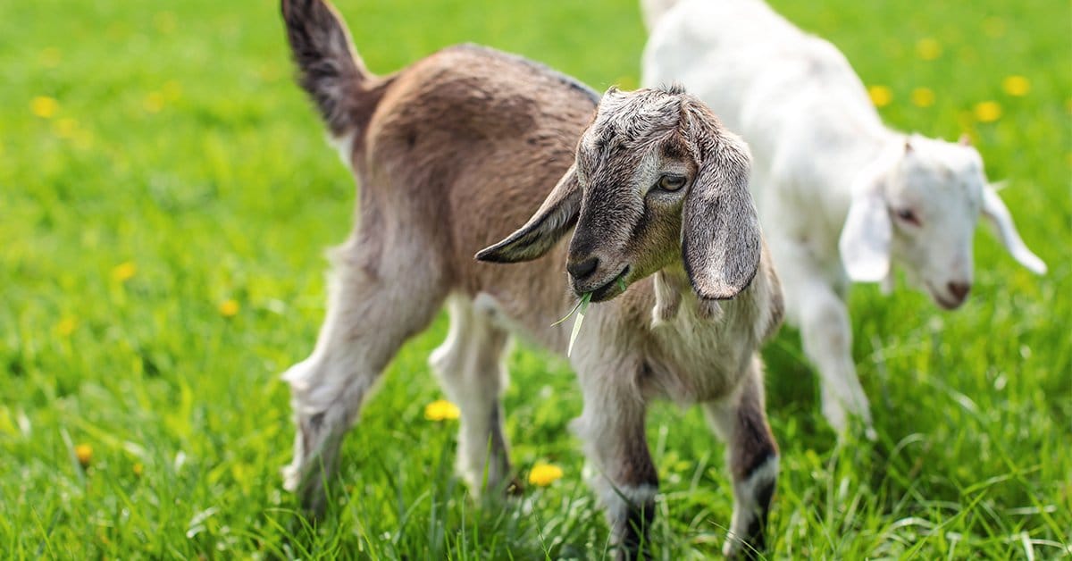baby goats playing on the farm
