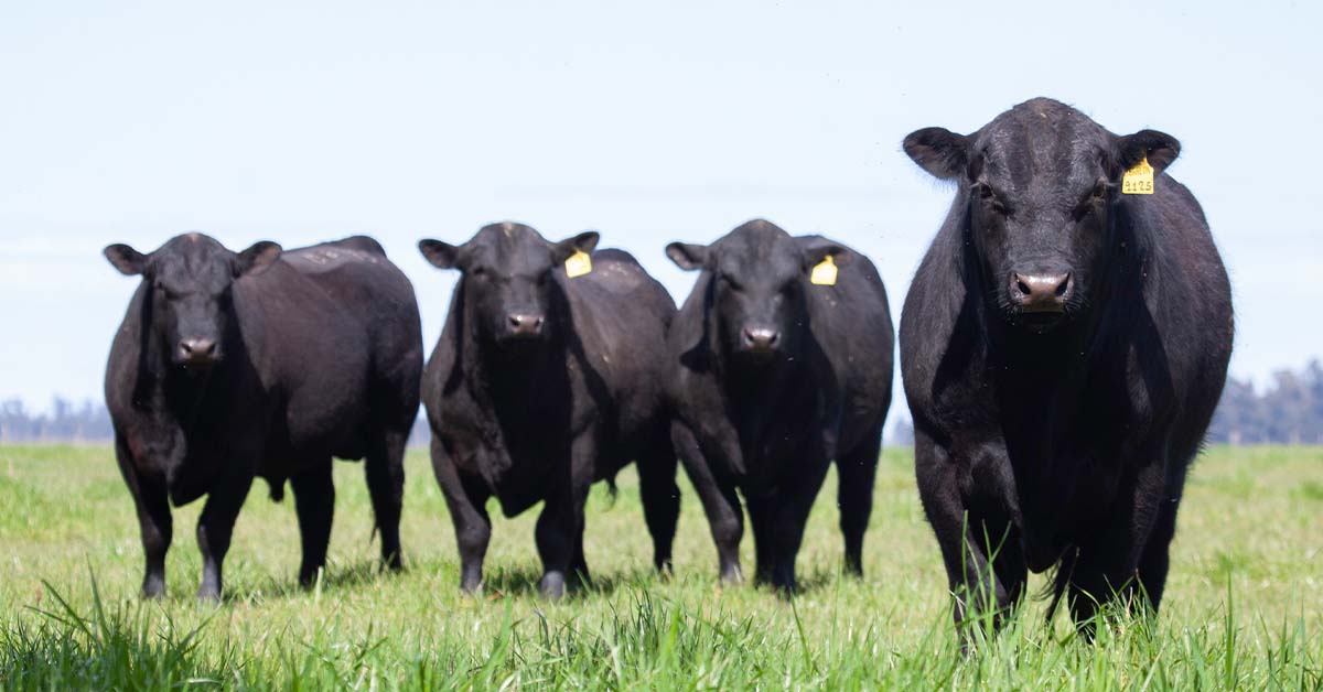 Four Black Beef Cattle on Pasture