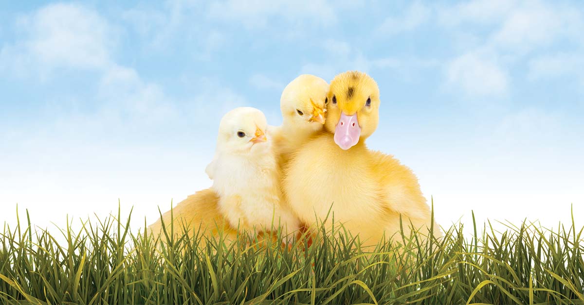chicks and ducks in the grass