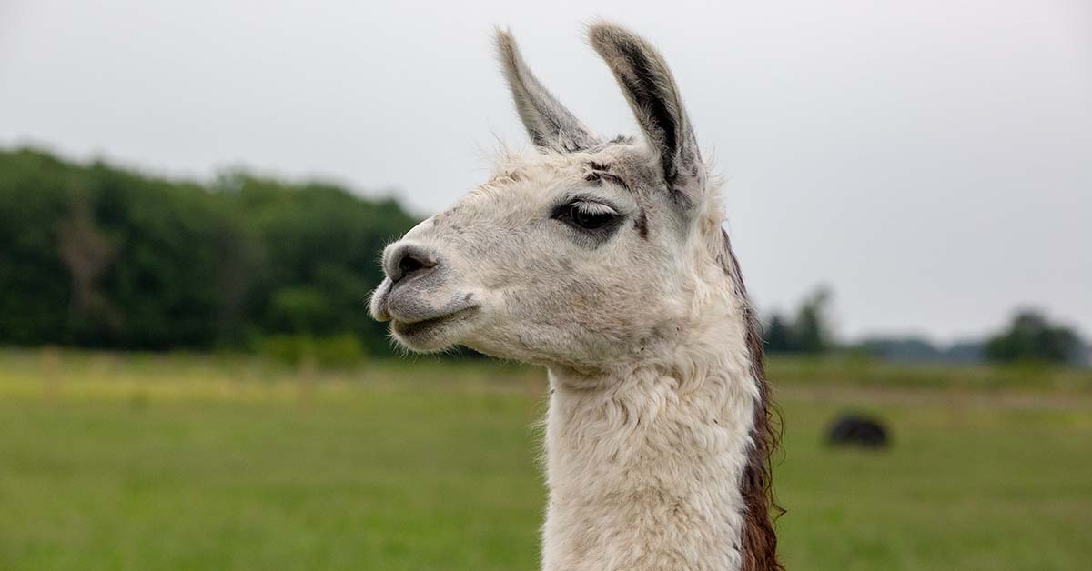 llama head up-close outside