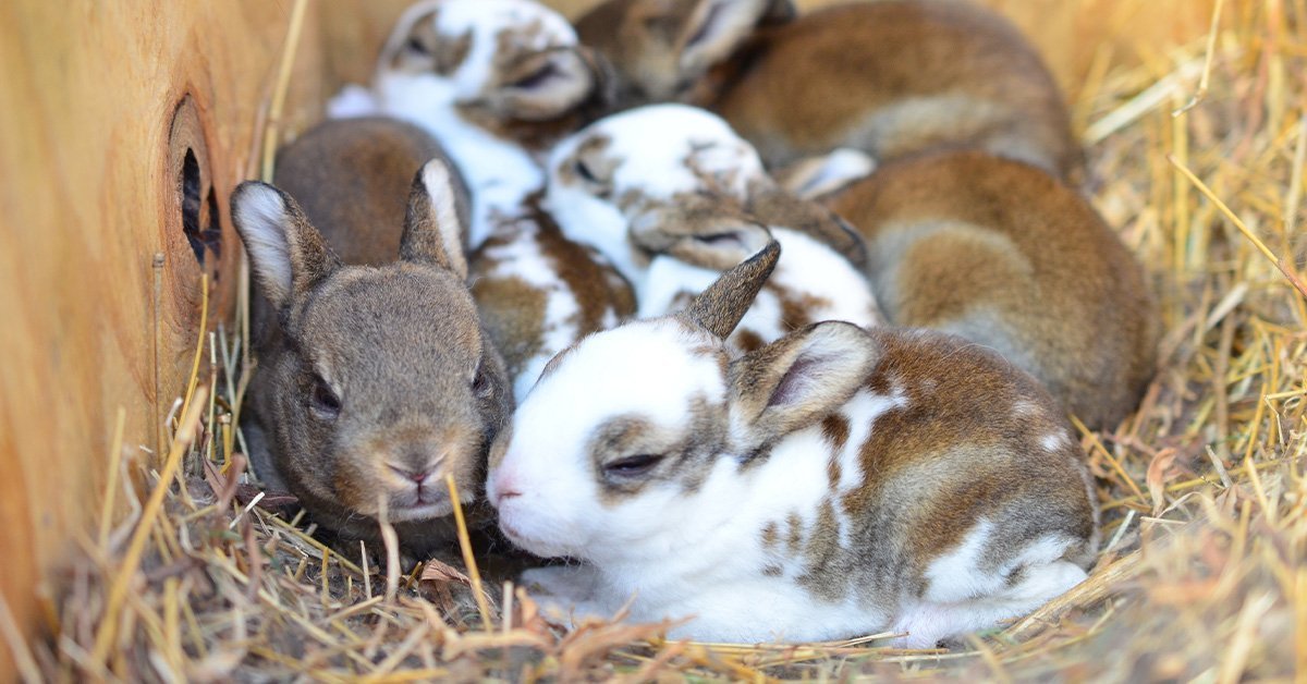 Baby rabbits in a nesting box