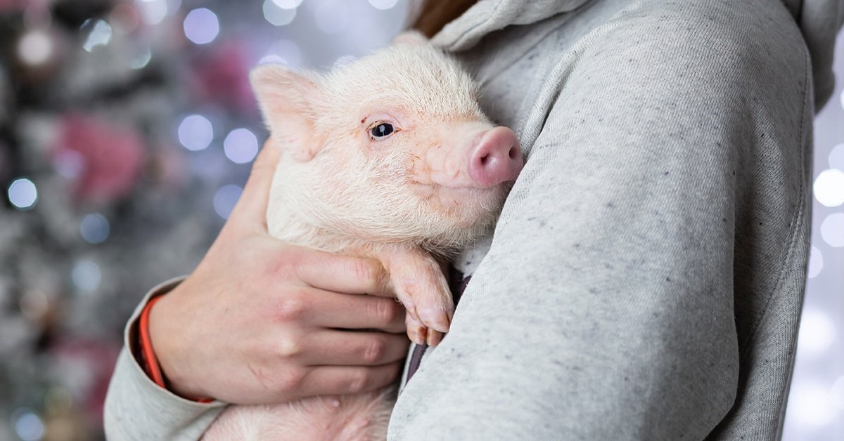Mini Pig being held by its owner