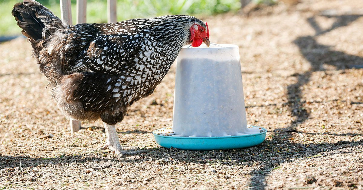 chicken eating chicken feed out of chicken feeder