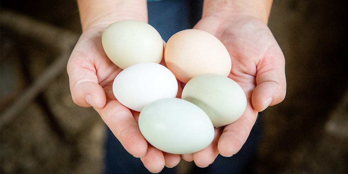 Hand holding eggs laid by chickens