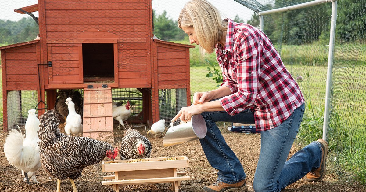 a women feeding her backyard chickens