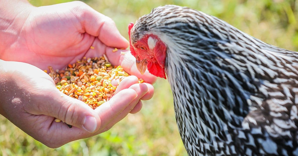 What Are Safe Foods for Chickens? What Foods Should You Avoid?