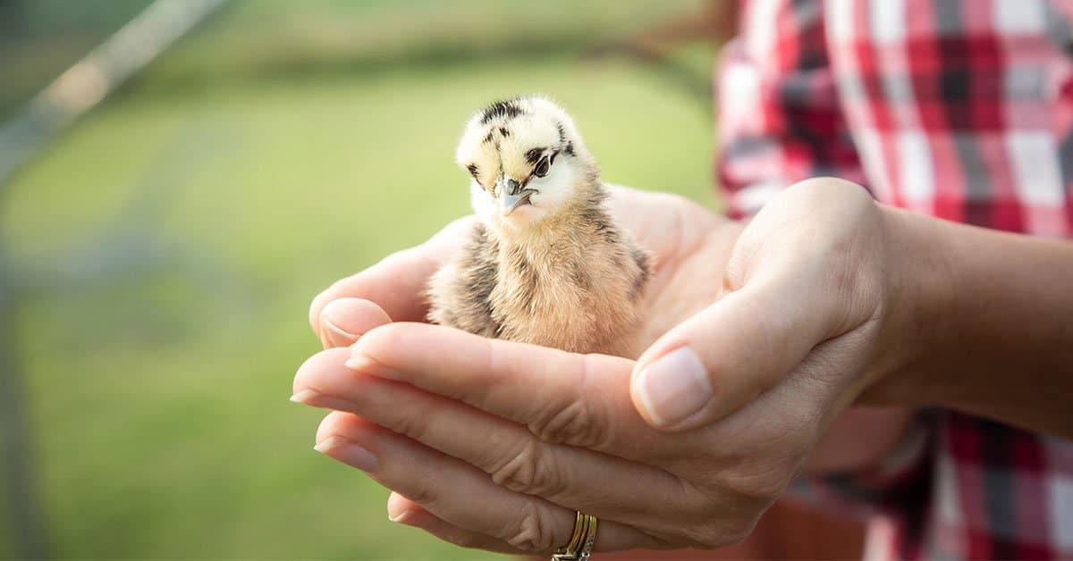 The Ultimate Guide to Raising Backyard Chickens