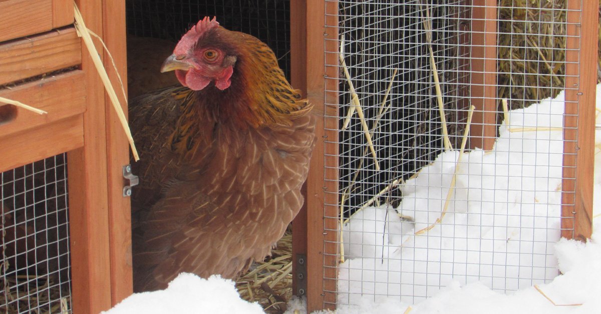 chicken in chicken coop in the winter