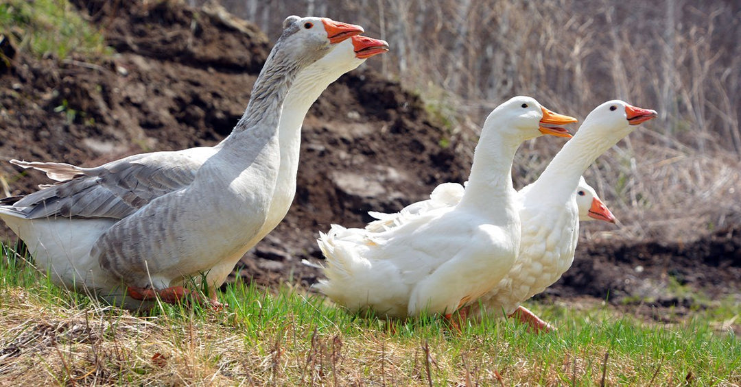 Nutritional Needs of Ducks and Geese