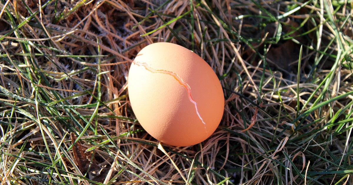 Common Eggshell Defects – Cracks and Checks