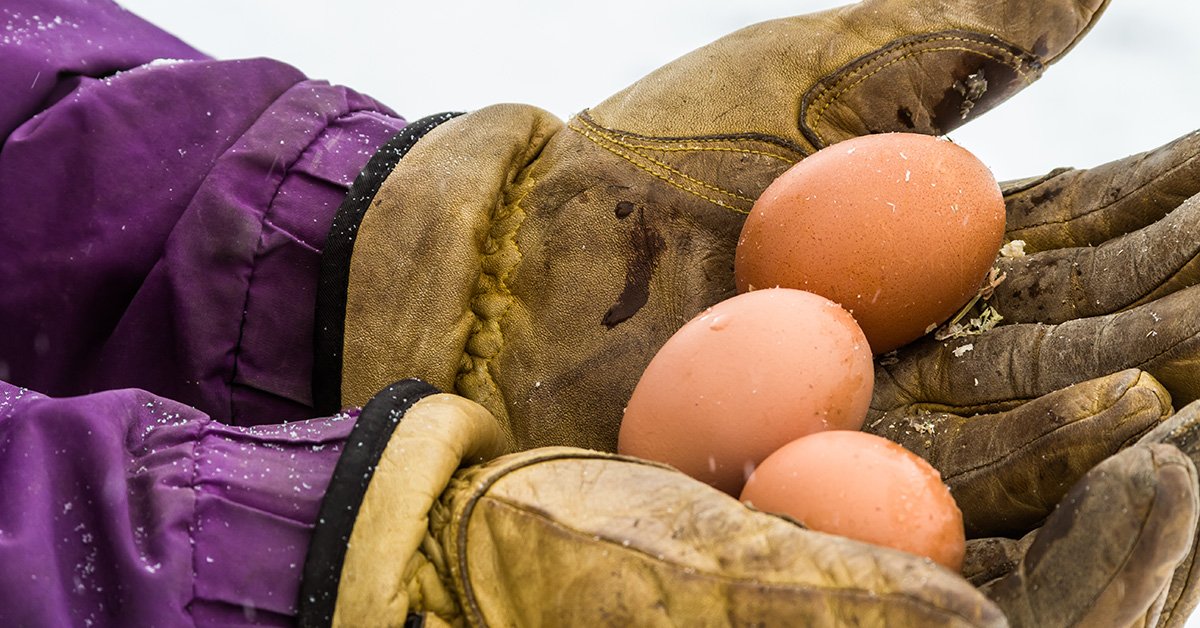 women in purple coat and gloves collecting chicken eggs during winter