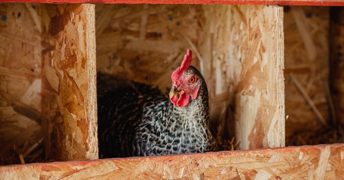 barred rock hen in nesting box laying an egg