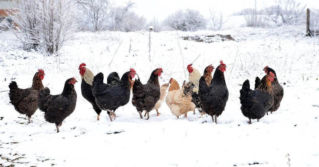 Winter Demands for Your Hens