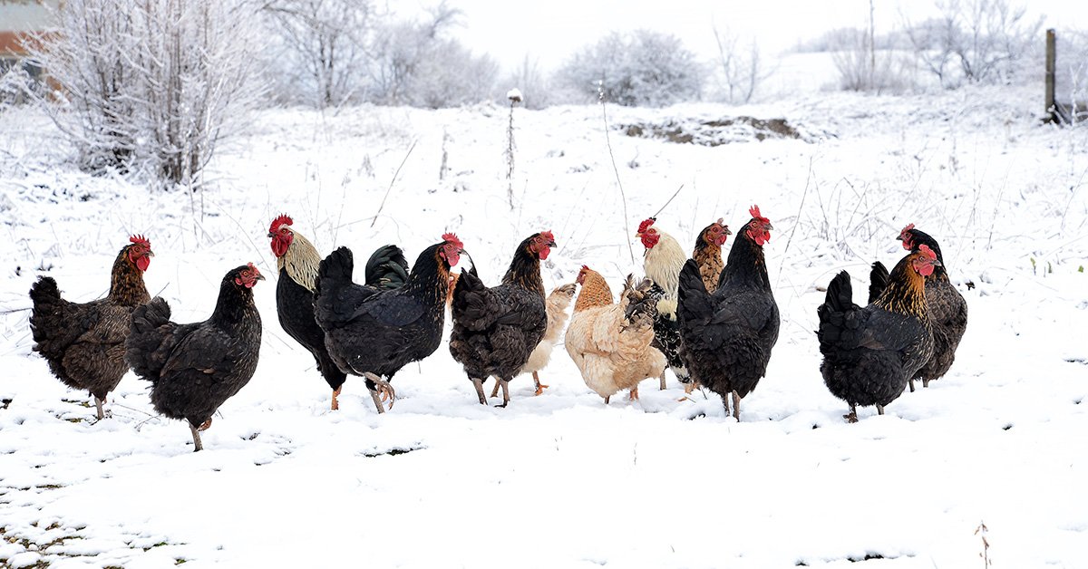 backyard chickens free ranging in snow