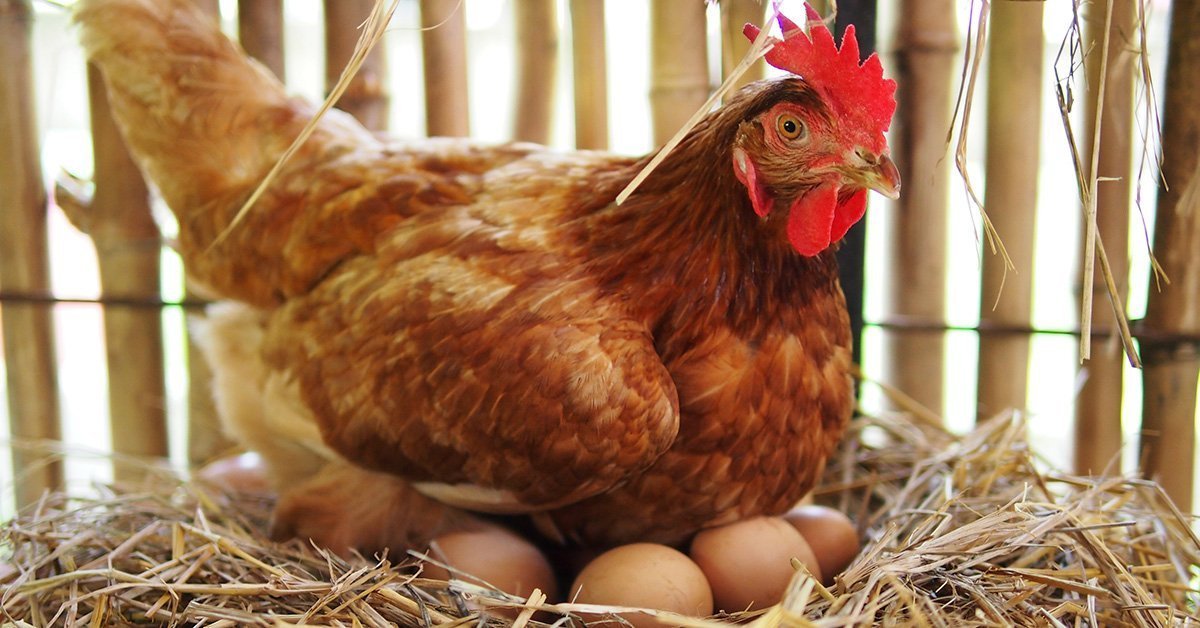 a brown hen laying on her brown eggs in a chicken coop