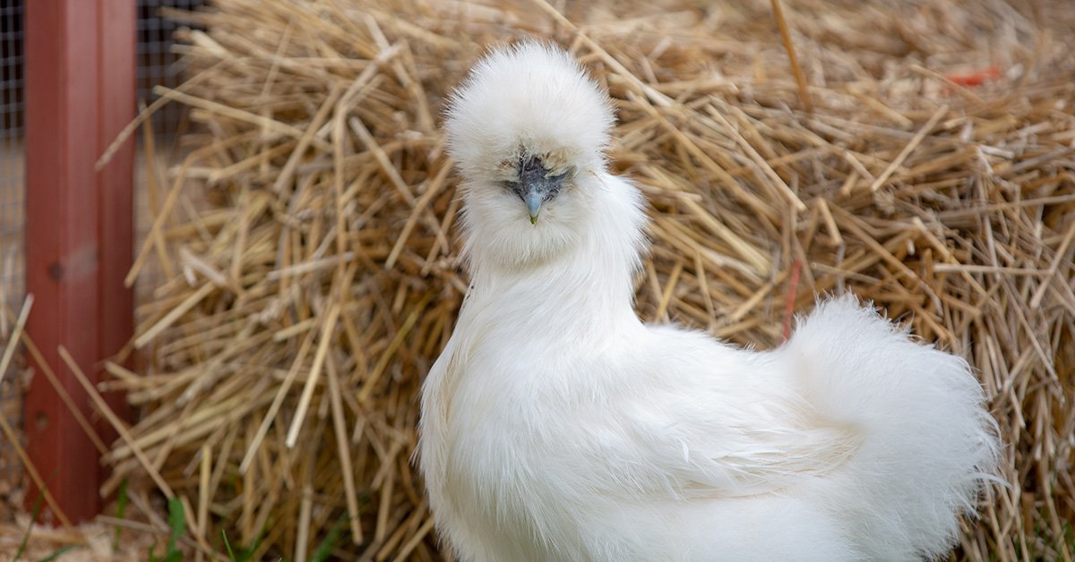 silkie chicken standing in front of a bale of straw in a chicken coop