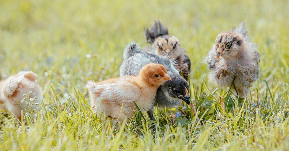 baby chicks outside in the grass foraging