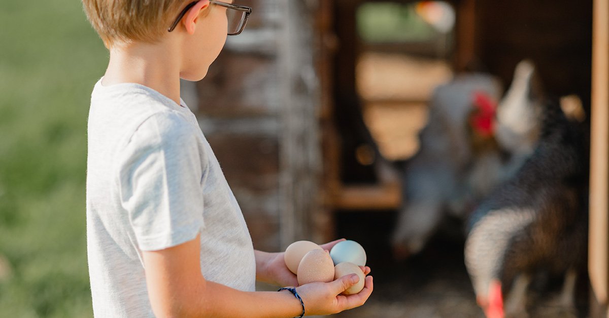young boy collecting chicken eggs from chicken coop