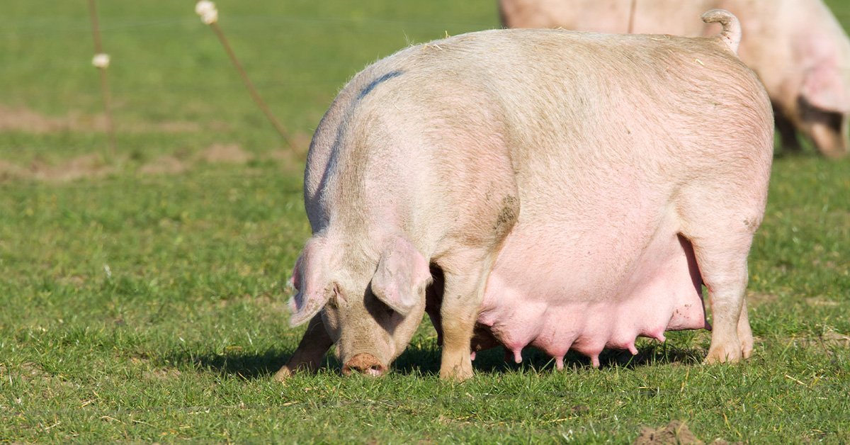Photo of pregnant pig eating grass