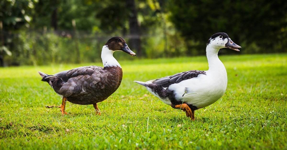 two ducks walking in grass