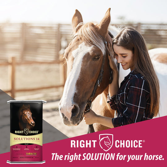 right choice solutions 14 pelleted horse feed