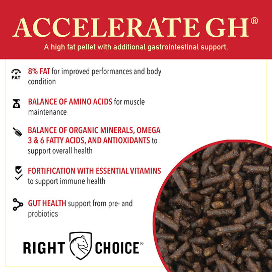 right choice accelerate gh racehorse horse feed