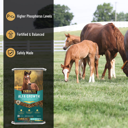 tribute equine nutrition alfa growth textured horse feed for growing horses, yearlings, weanlings and broodmares eating alfalfa hay