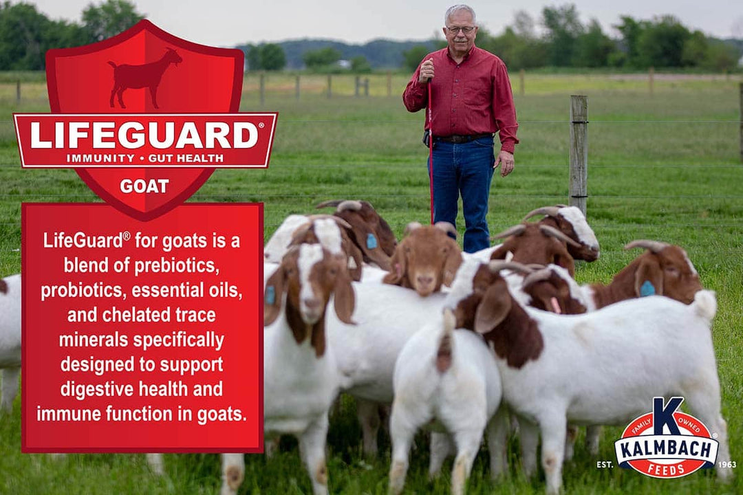 LifeGuard Goat Description