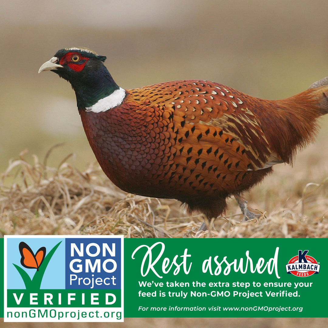 kalmbach feeds non-gmo project verified gamebird feeds for pheasants and turkeys
