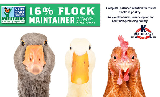 kalmbach 16 flock maintainer description graphic poultry feed