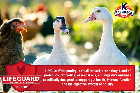 kalmbach 20 flock maker poultry feed lifeguard