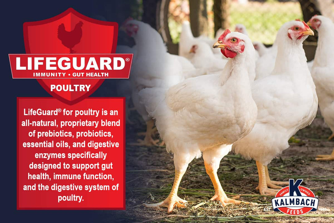 kalmbach 22 start-to-finish meatbird poultry feed lifeguard