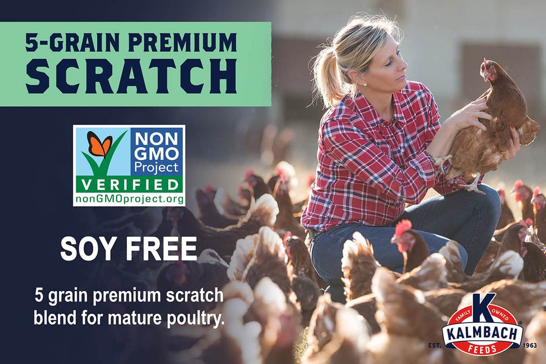 kalmbach 5-grain premium scratch grains non-gmo description lifestyle imagery chicken feed