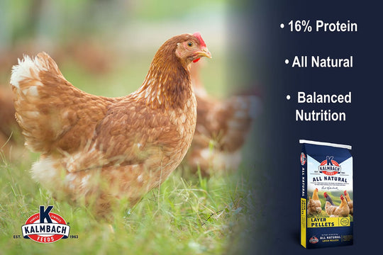 kalmbach all-natural layer pellets poultry feed features