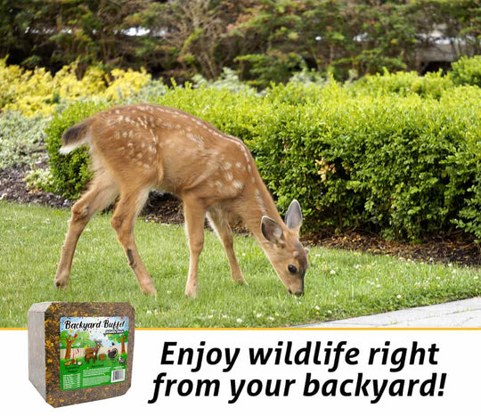 kalmbach backyard buffet wildlife block deer lifestyle imagery