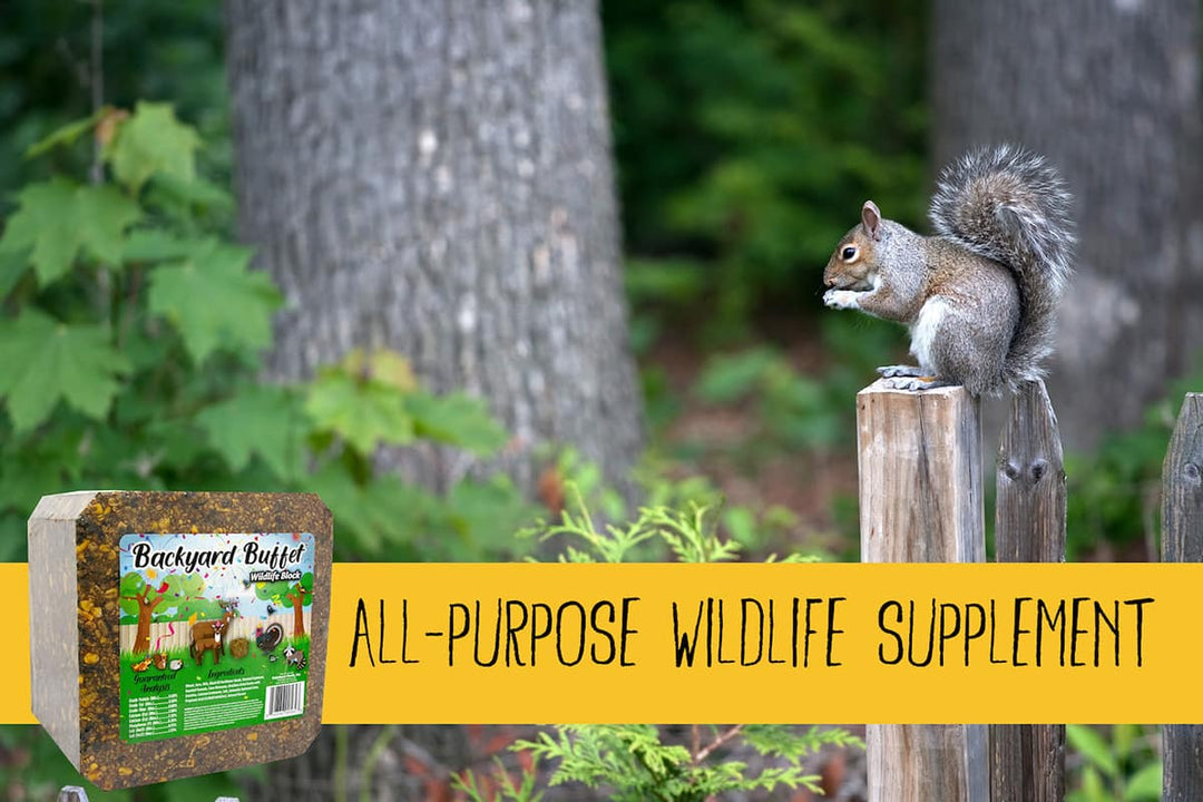 kalmbach backyard buffet wildlife block squirrel lifestyle imagery