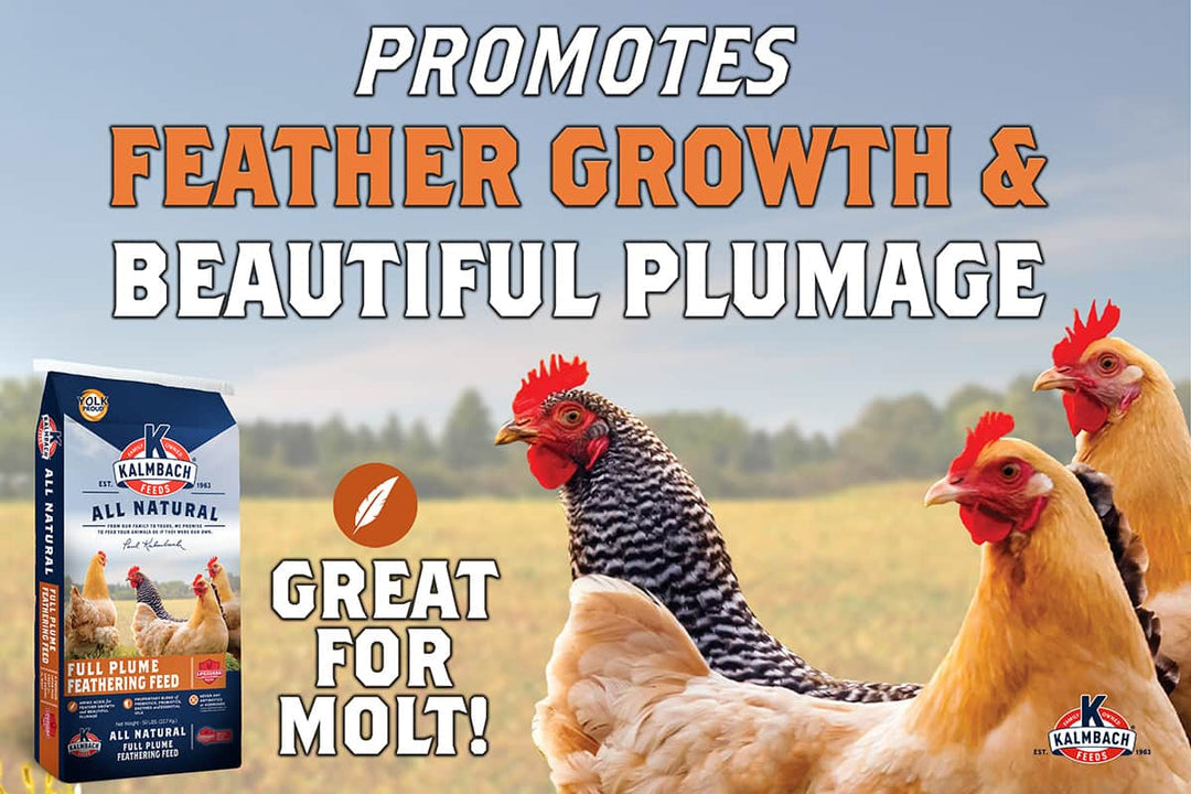 kalmbach full plume feathering feed feather growth