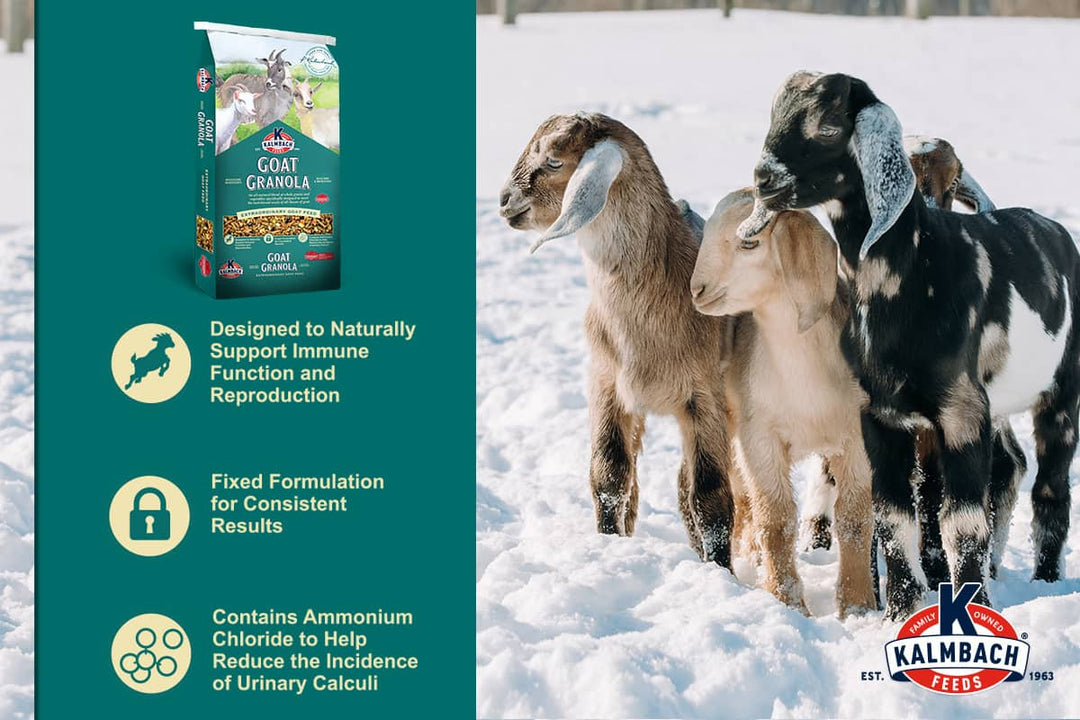 kalmbach goat granola goat feed benefits lifestyle imagery