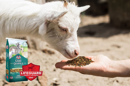 kalmbach goat granola goat feed lifestyle imagery with lifeguard
