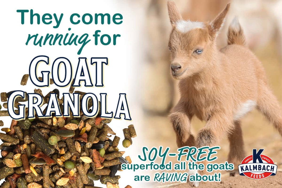 kalmbach goat granola goat feed lifestyle imagery
