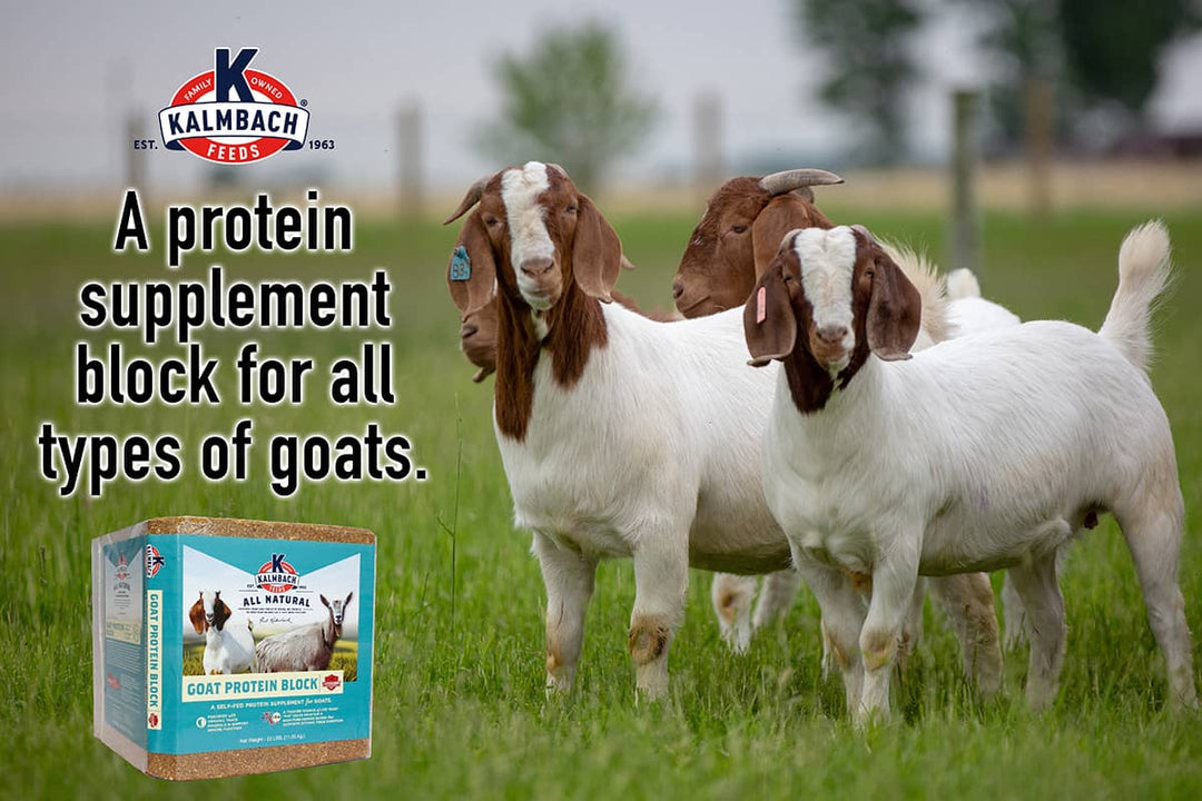 kalmbach goat protein block description lifestyle imagery