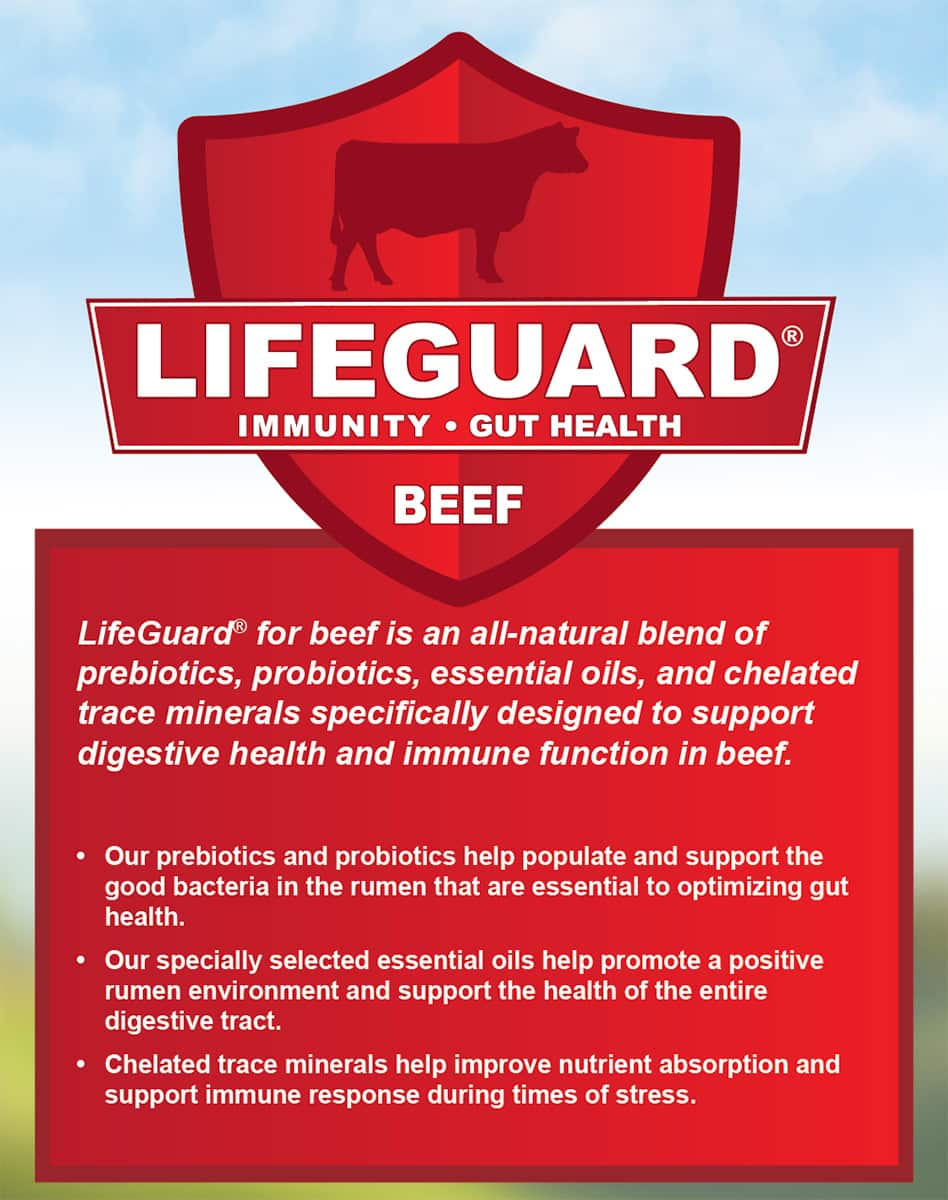 kalmbach lifeguard beef description