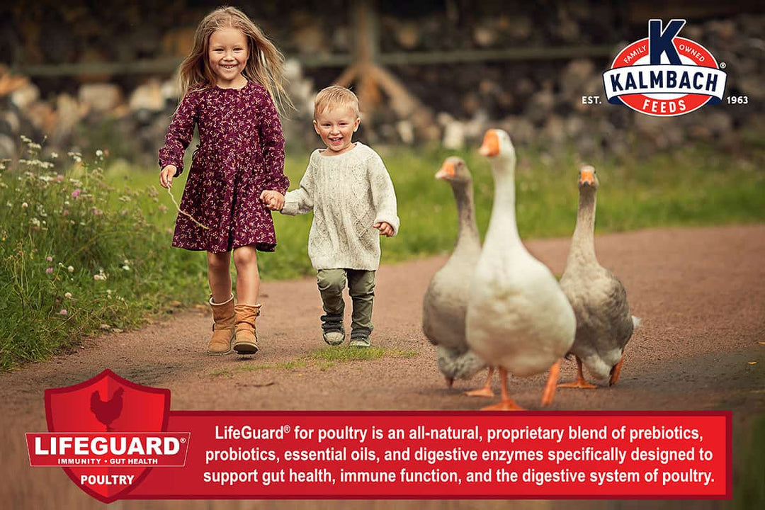 kalmbach lifeguard description lifestyle imagery poultry
