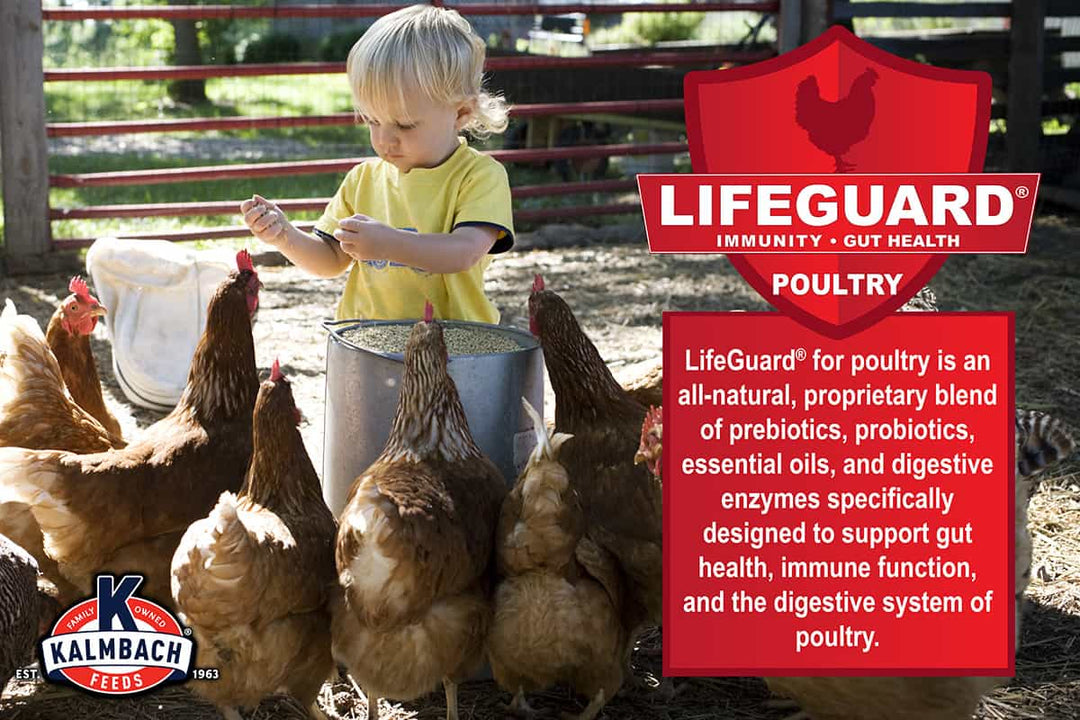 kalmbach lifeguard description little boy feeding chickens