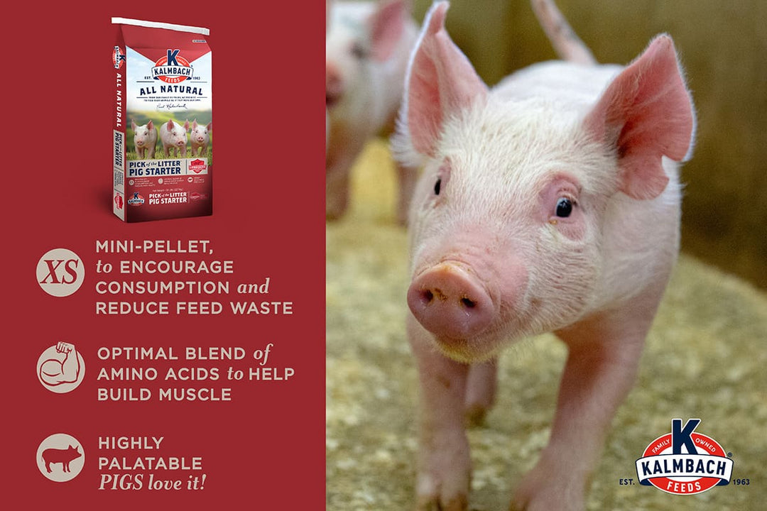 kalmbach pick of the litter pig feed benefits