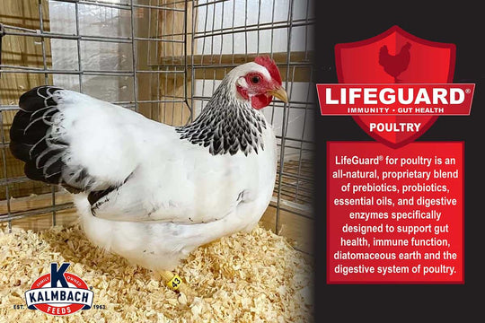 kalmbach show poultry and gamebird lifeguard poultry feed
