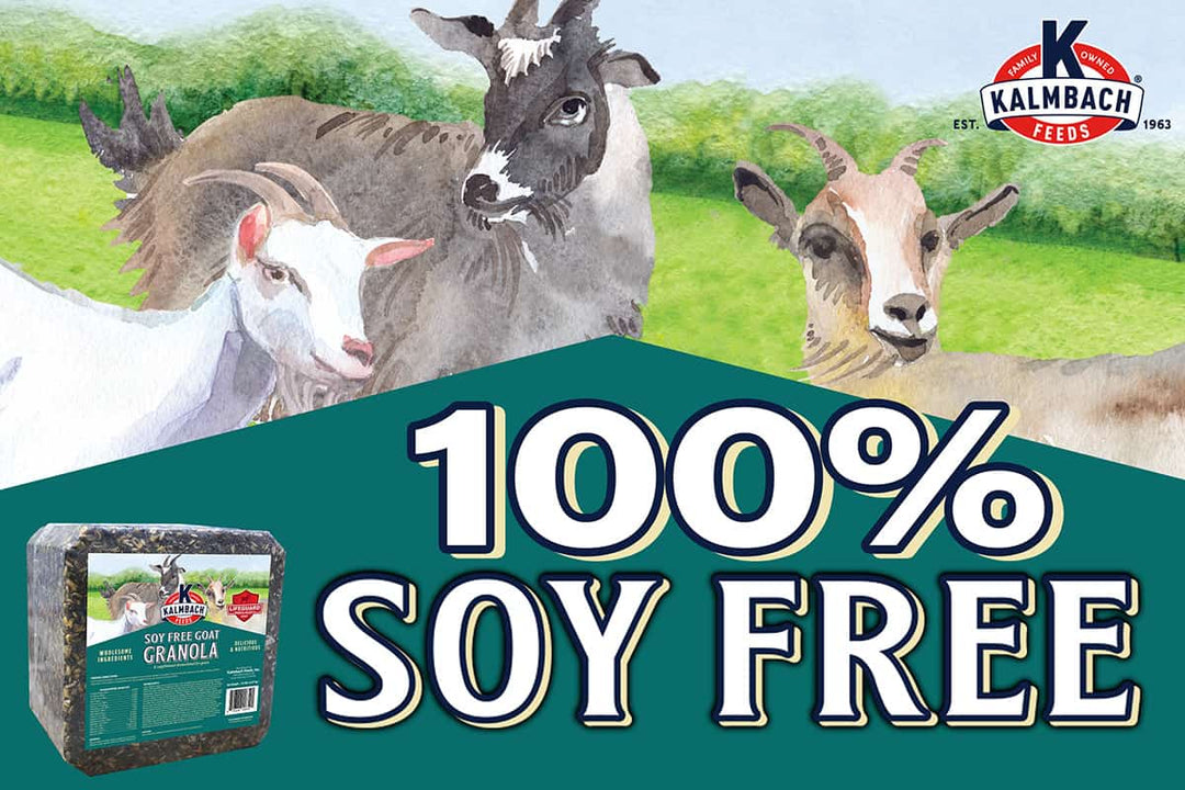 kalmbach soy-free goat granola block graphic
