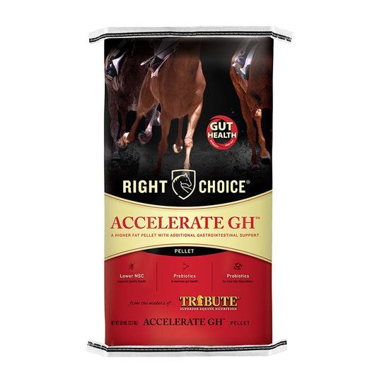right choice accelerate gh racehorse horse feed